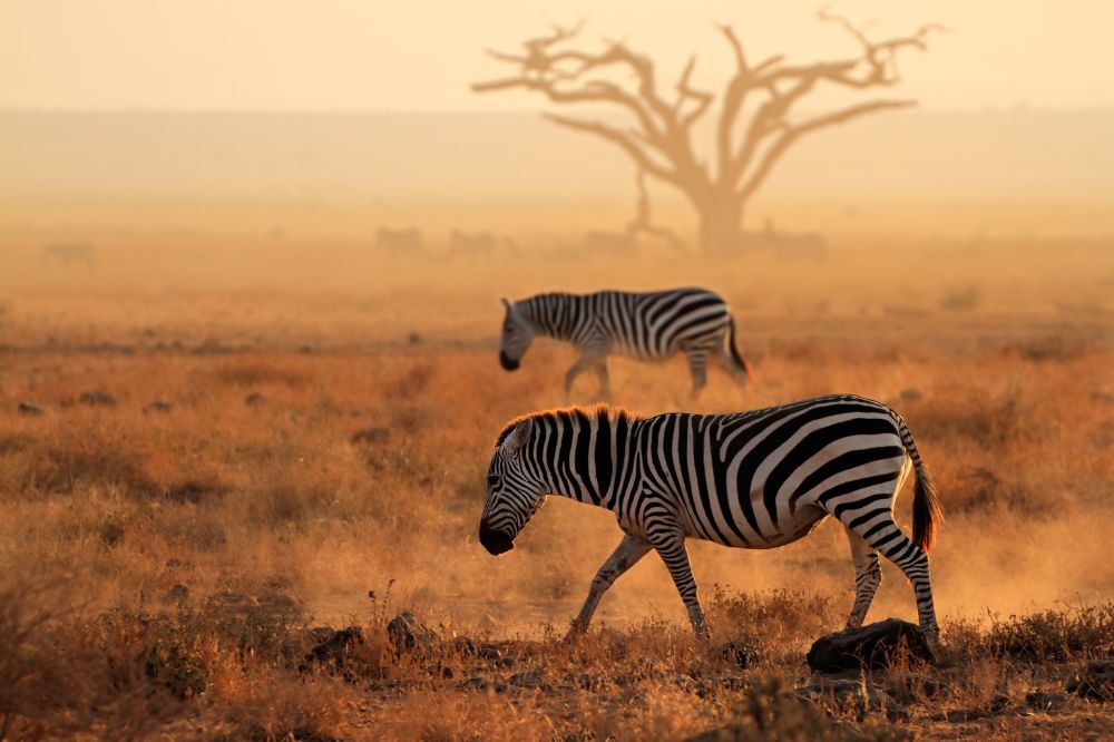 Kenia - Wielkie Safari | Tsavo, Amboseli, Naivasha i Masai Mara - zdjęcie 15