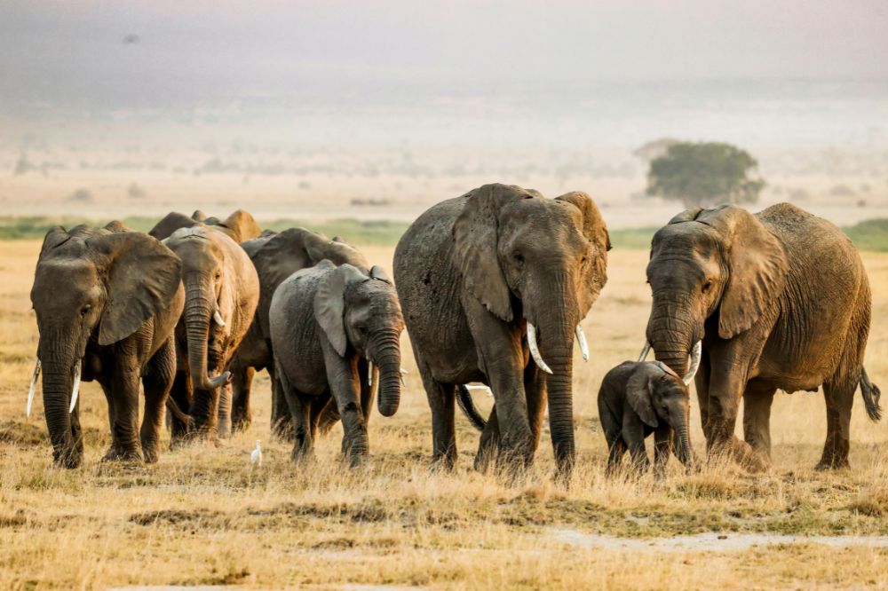 Kenia - Wielkie Safari | Tsavo, Amboseli, Naivasha i Masai Mara - zdjęcie 14