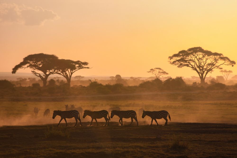 Kenia - Wielkie Safari | Tsavo, Amboseli, Naivasha i Masai Mara - zdjęcie 7