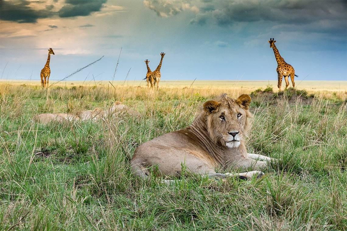 Kenia - Wielkie Safari | Tsavo, Amboseli, Naivasha i Masai Mara - zdjęcie 5