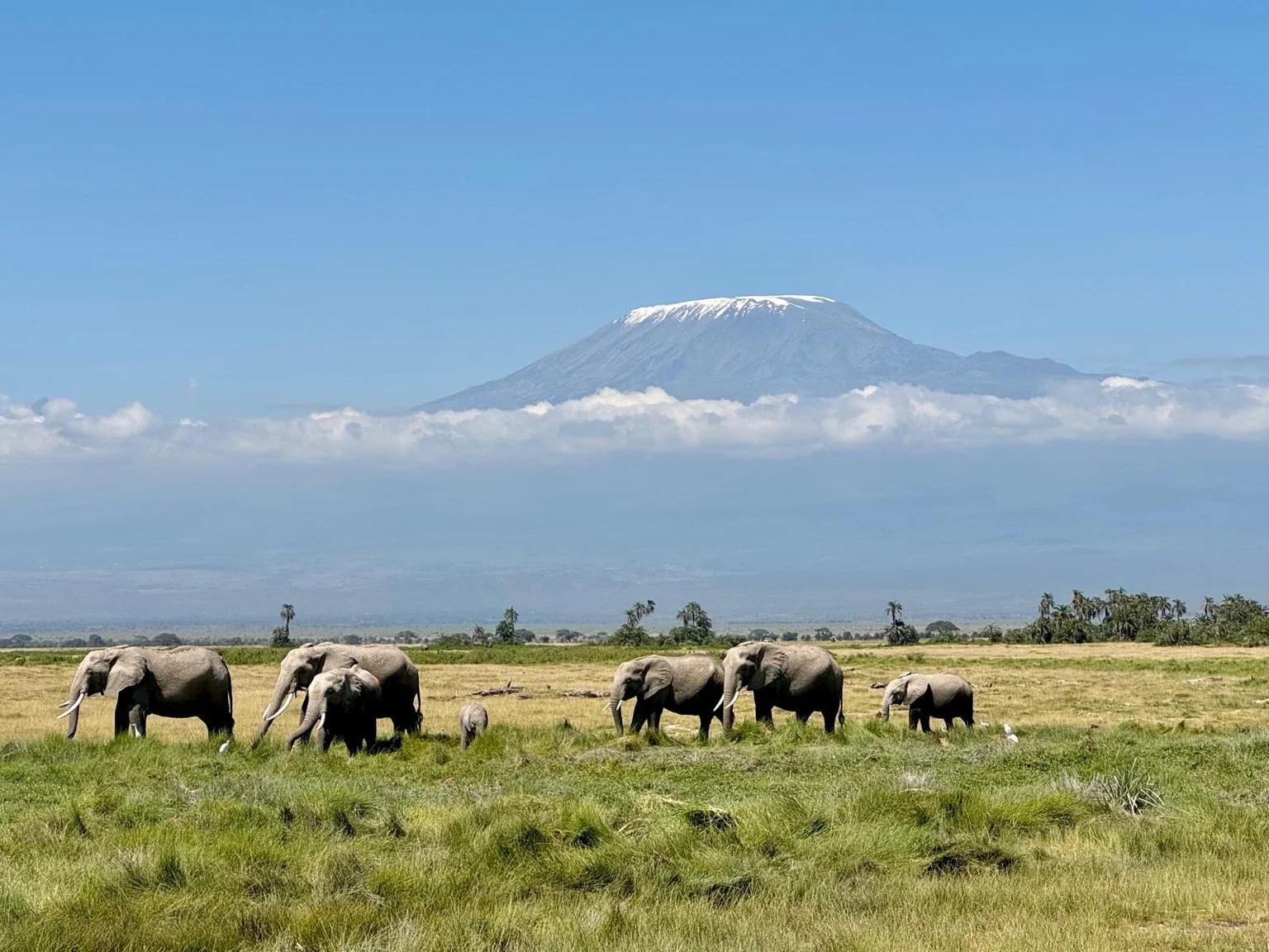 Kenia - Wielkie Safari | Tsavo, Amboseli, Naivasha i Masai Mara - zdjęcie 6
